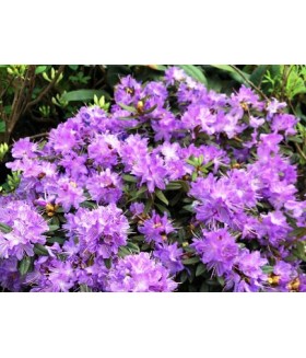 Рододендрон плотный Блюмерия (Rhododendron impeditum 'Blumiria') контейнер 2л