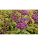 Спирея японская Голдфлейм (Spiraea japonica 'Goldflame') контейнер 3л