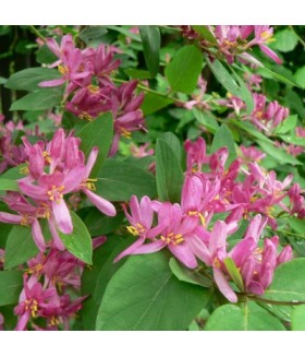 Жимолость татарская (Lonicera tatarica Rosea) С7