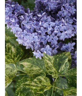 Сирень обыкновенная  Aucubaefolia, размер 60/+ см, контейнер 3 л