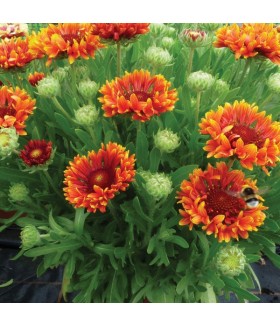 Гайлардия крупноцветковая Спинтоп Ред (Gaillardia grandiflora Spintop Red) контейнер 2л