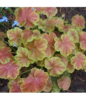 Гейхера гибридная Миракл (Heuchera hybrida Miracle) контейнер 2л