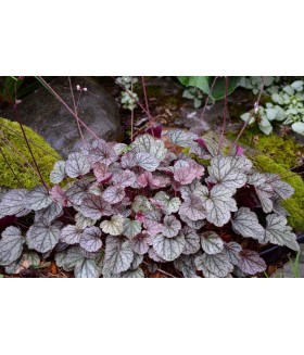 Гейхера гибридная Венус (Heuchera  hybrida Venus) контейнер 2л