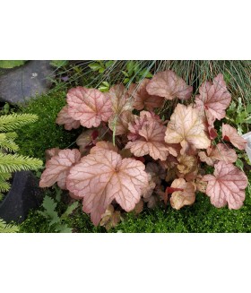 Гейхера гибридная Ворлд Кафе Амаретто (Heuchera World Caffé Amaretto) контейнер 2л