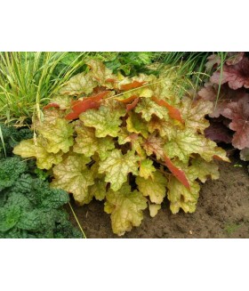 Гейхера гибридная Джинжер Эль (Heuchera hybrida Ginger Ale) контейнер 2л