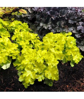 Гейхера гибридная Лемон Суприм (Heuchera hybrida Lemon Supreme) контейнер 2л