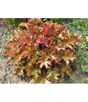 Гейхера гибридная Мармелад (Heuchera hybrida Marmalade) контейнер 2л