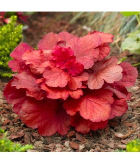 Гейхера гибридная Фаер Аларм  (Heuchera hybrida Fire Alarm) контейнер 2л