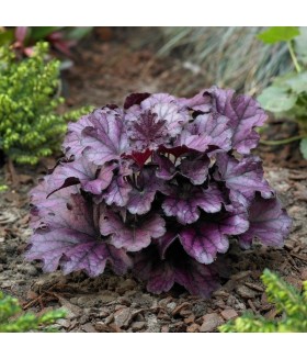 Гейхера гибридная Форевер Пурпел (Heuchera hybrida Forever Purple) контейнер 2л