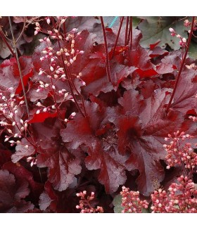 Гейхера гибридная Форевер Ред (Heuchera hybrida Forever Red)