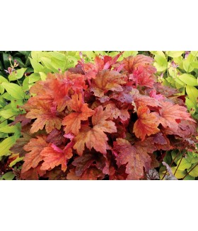 Гейхерелла Свит Ти  (Heucherella Sweet Tea) контейнер 2л