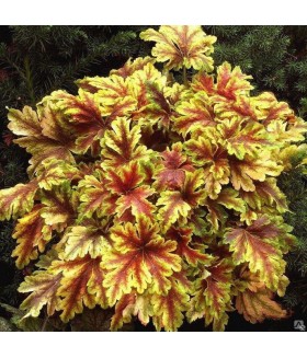 Гейхерелла Золотая Зебра (Heucherella Gold Zebra) контейнер 2л