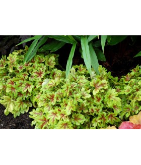 Гейхерелла Мохито (Heucherella Mojito) контейнер 2л