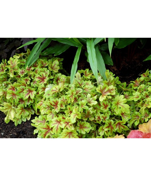 Гейхерелла Мохито (Heucherella Mojito) контейнер 2л Гейхерелла Мохито (Heucherella Mojito) контейнер 2л