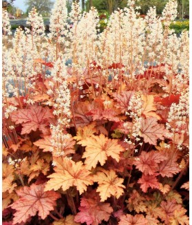Гейхерелла Хани Роуз  (Heucherella Honey Rose) контейнер 2л