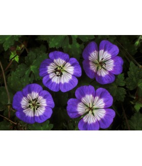 Герань Валлиха "Бакстон Блю"  (Geranium wallichianum Buxton Blue) контейнер 2л