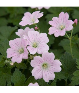 Герань гибридная Дримлэнд (Geranium hybridum Dreamland) контейнер 2л