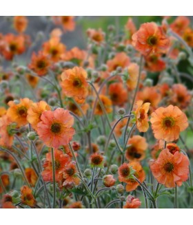 Гравилат ярко-красный Тотали Танжерин (Geum coccineum Totally Tangerine) контейнер 2л