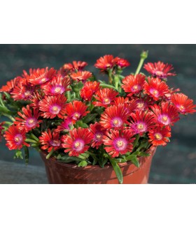 Делосперма  Санделла Ред (Delosperma Sundella Red) контейнер 1л
