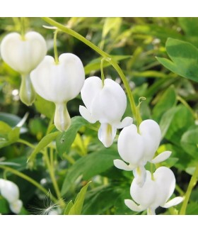 Дицентра великолепная  Альба (Dicentra spectabilis Alba) контейнер 2л