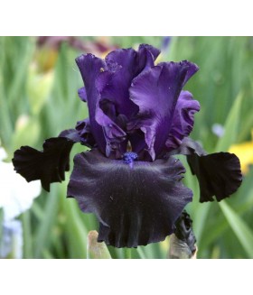 Ирис германский Блэк Дрэгон (Iris germanica Black Dragon) контейнер 2л