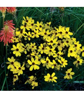 Кореопсис мутовчатый Империал Сан (Coreopsis Imperial Sun) контейнер 1л