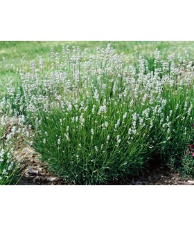Лаванда узколистная Эдельвейс (Lavandula  intermedia Edelweiss) контейнер 1л