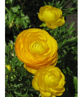 Лютик азиатский Лемон (Ranunculus asiaticus Lemon) контейнер 2л