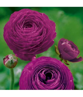 Лютик азиатский Пурпл Сенсация (Ranunculus asiaticus Purple Sensation) контейнер 2л
