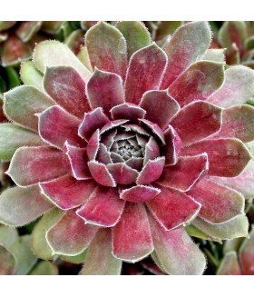Молодило Пинк Помело (Sempervivum BigSam Pink Pomelo) контейнер 2л