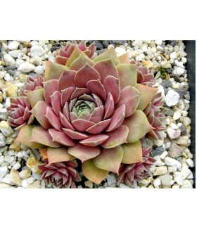 Молодило Повер Гренад (Sempervivum BigSam Power Grenade) контейнер 2л