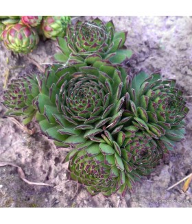 Молодило БигСем Кром Грин (Sempervivum BigSam Chrome Green) контейнер 2л