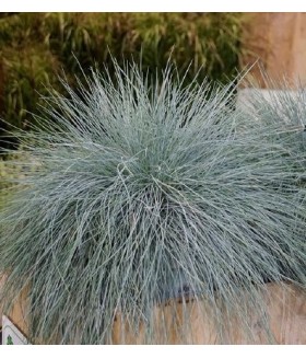 Овсяница сизая Блауглут (Festuca glauca Blauglut) контейнер 1л