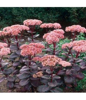 Очиток гибридный Матрона (Sedum hybrida Matrona) контейнер 2л