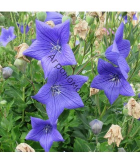 Платикодон крупноцветковый Фуджи Блю (Platycodon grandiflorus Fuji Blue) контейнер 2л