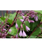 Хоста гибридная Пурпл Харт (Hosta hybride Purple Heart) контейнер 2л