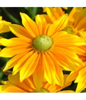 Рудбекия Смайл Лемон (Rudbeckia SmileyZ Lemon) контейнер 2л