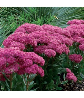 Седум гибридный Мистер Гудбуд (Sedum telephium Mr. Goodbud) контейнер 1л