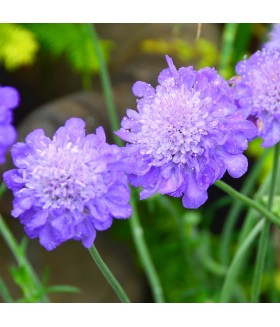 Скабиоза голубиная Марипоза Блю (Scabiosa columbaria Mariposa Blue) контейнер 2л