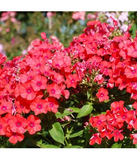 Флокс метельчатый Оранж Перфекшн (Phlox paniculata Orange Perfection) контейнер 2л