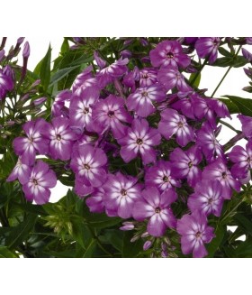 Флокс метельчатый Флейм Про Виолет Шарм (Phlox paniculata Flame Pro Violet Charm) контейнер 2л