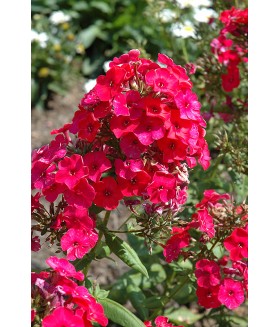 Флокс метельчатый Флейм Ред (Phlox paniculata Flame Red) контейнер 2л