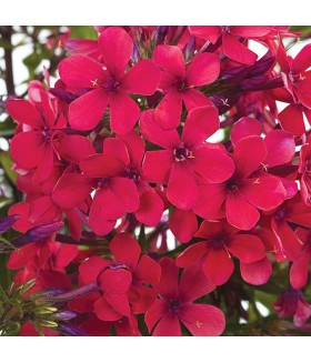 Флокс метельчатый Эрли Ред (Phlox paniculata Early Red) контейнер 2л