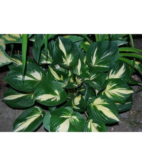 Хоста гибридная Клиффорд'с Стригрэй (Hosta hybride Cliffords Stingray) контейнер 2л