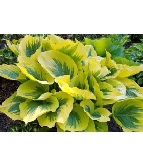 Хоста гибридная Айвори Коаст (Hosta Ivory Coast) контейнер 2л