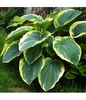 Хоста гибридная Американ Хало (Hosta hybride  American Halo) контейнер 2л