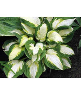Хоста гибридная Вулкан (Hosta hybride Vulcan) контейнер 2л