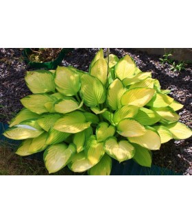 Хоста гибридная Голд Стандарт (Hosta hybride Gold Standard) контейнер 2л