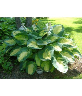 Хоста гибридная Грейт Экспектейшнс (Hosta hybridа Great Expectations) контейнер 2л