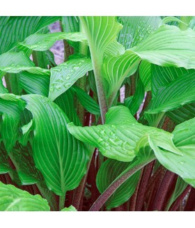 Хоста гибридная Гузберри Сэнди (Hosta hybride Gooseberry Sundae) контейнер 2л